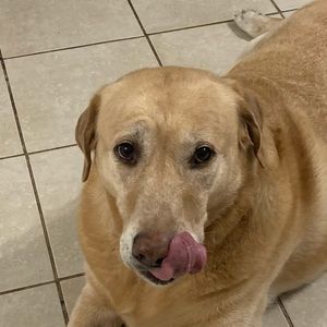 Meet your Posher, Josh